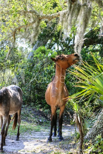 Picture of Wild horses graze the lush pastures on Cumberland Island GA